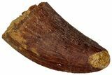 Serrated, Juvenile Carcharodontosaurus Tooth - Morocco #326829-1